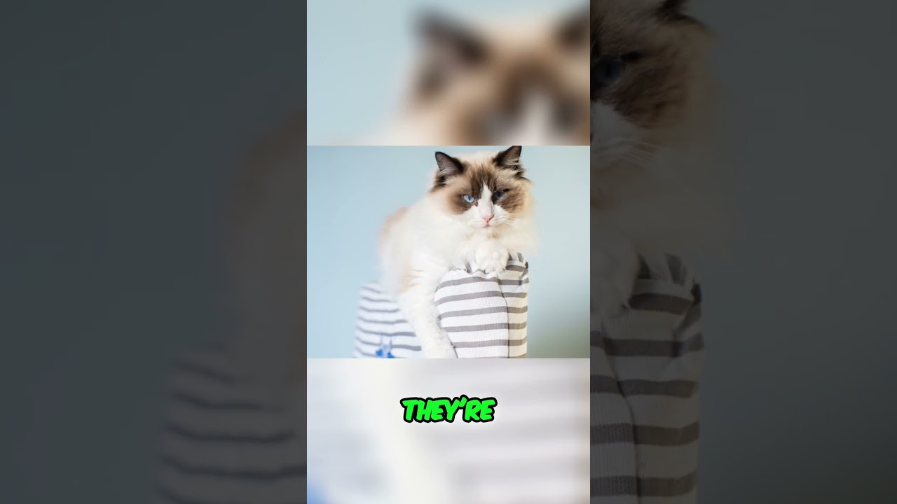 Ragdoll Cats  Lifespan & Health Guide