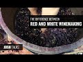Josh Talks: The Difference Between Red and White Winemaking
