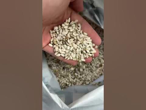 Семена сафлора - YouTube