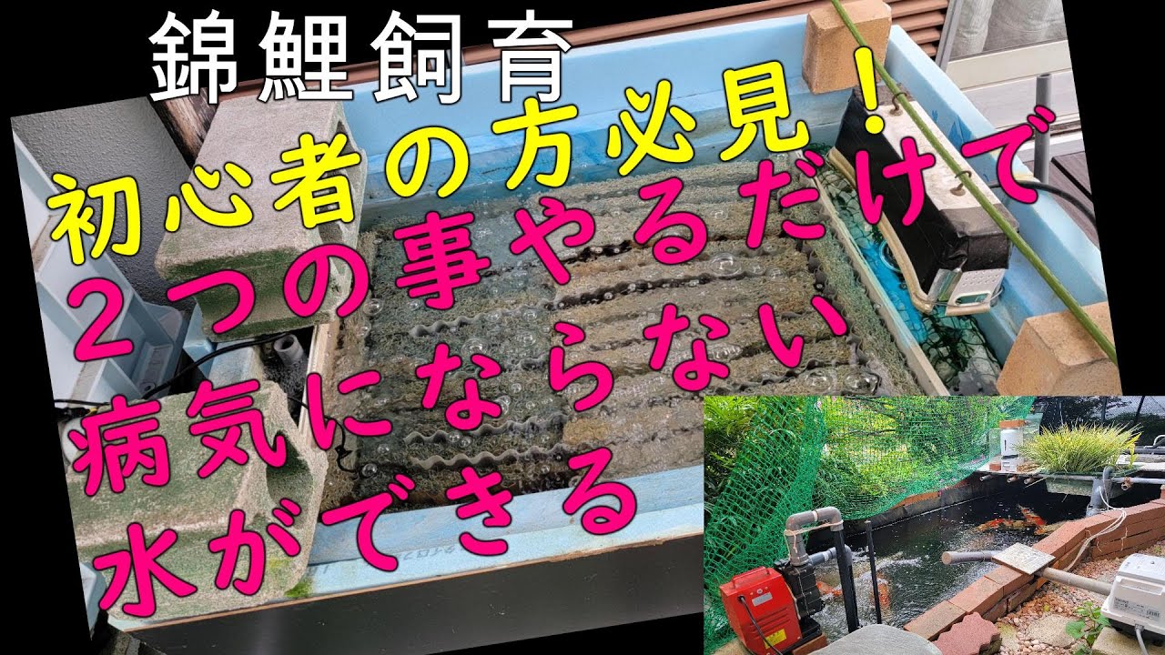 濾過槽の役割　泳ぐ宝石錦鯉 #錦鯉 #Nishikigoi #庭池 #アクアリウム