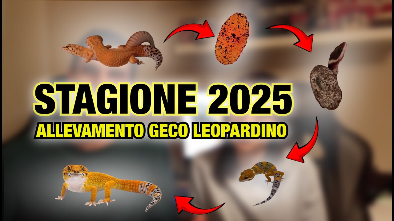 STAGIONE 2025 - VI RACCONTIAMO LA NOSTRA PRIMA ESPERIENZA CON L'ALLEVAMENTO DI GECHI LEOPARDINO
