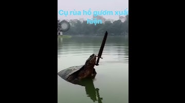 Cụ Rùa xuất hiện ở Hồ Gươm