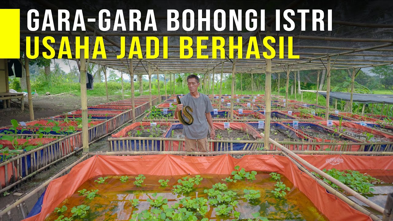Bohongi Istri Usaha Budidaya Belut 200 Kolam Berhasil Dengan Modal 300 Ribu.