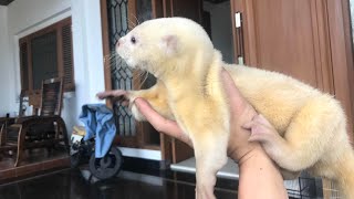 Playing with otter leucystic / albino 😍. @andy_hoo_brankass by Andy Hoo 95,864 views 6 years ago 1 minute, 6 seconds