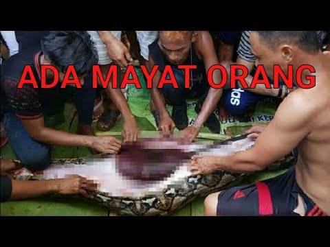 Ular Terbesar  Di  Dunia  MANUSIA  SEKALI TELEN YouTube