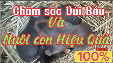 CÁCH CHĂM SÓC DÚI BẦU VÀ NUÔI CON(Chuột Tre 37)