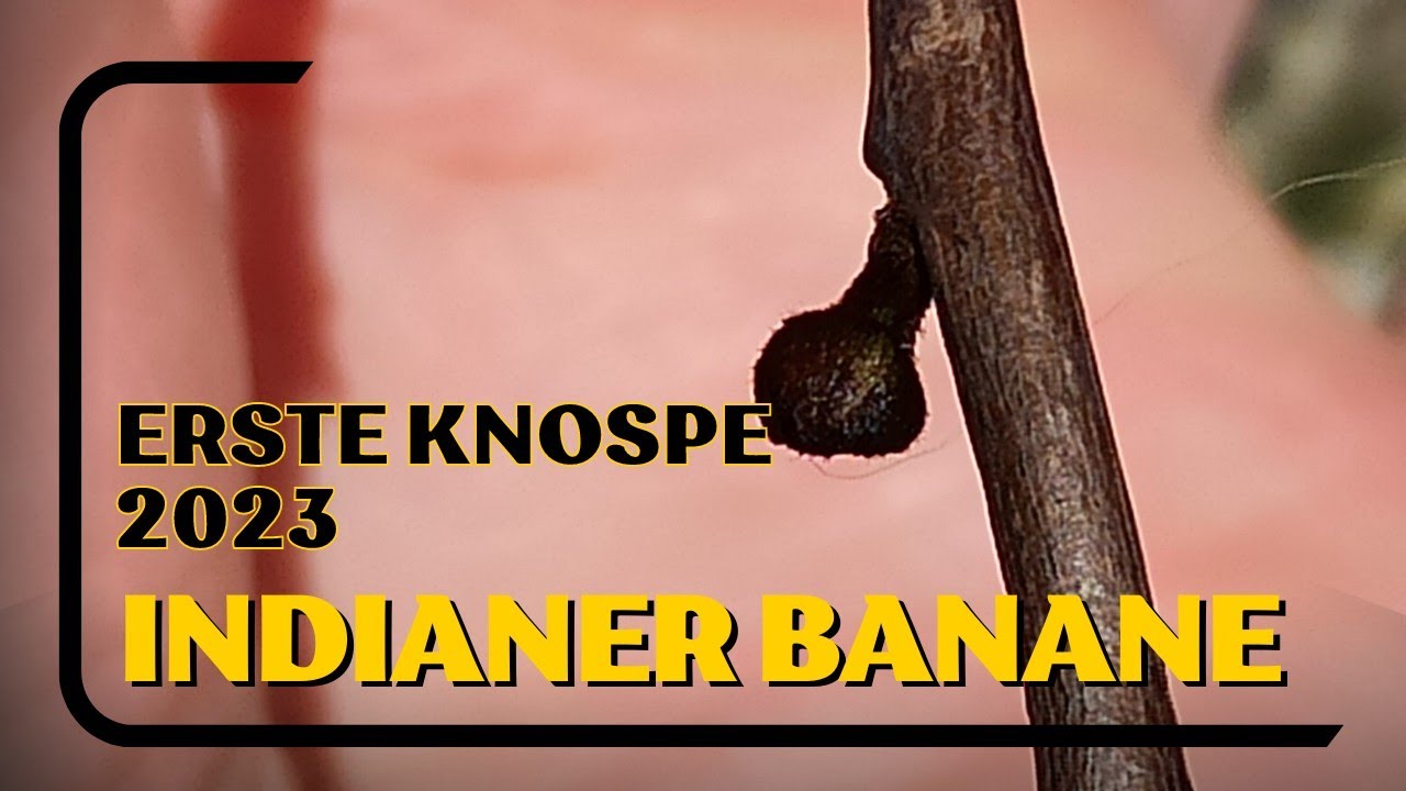 Indianerbanane mit erster Knospe: Kommt jetzt die Blüte?