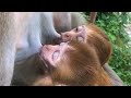 Oops! So Cute Twin Baby Monkey! Cutest Twin Baby Monkey Moment videos