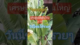 เศรษฐีวิลสันต้นใหญ่มากๆออกดอกขอให้ร่ำรวยๆมีโชคลาภ🙏🙏🙏 #โชคลาภ #รวย #เฮงๆรวยๆ #shorts #youtubeshorts