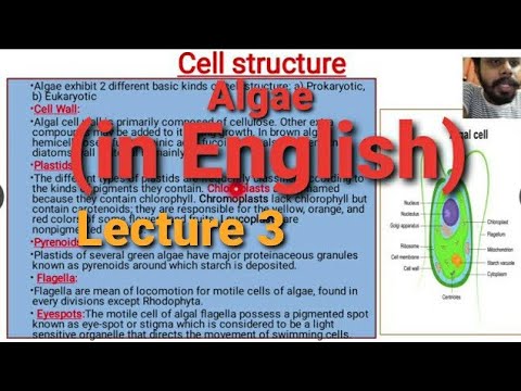 Algae Lecture 3 : (Cell Structure)