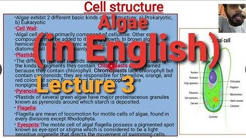 Algae Lecture 3 : (Cell Structure)