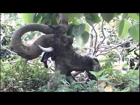 Video Bonsai hình thú y như thật quá kích thích - youtube