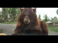 Bears attack our car at Yellowstone