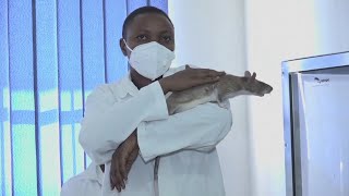 В Африке крыс обучают выявлять туберкулёз