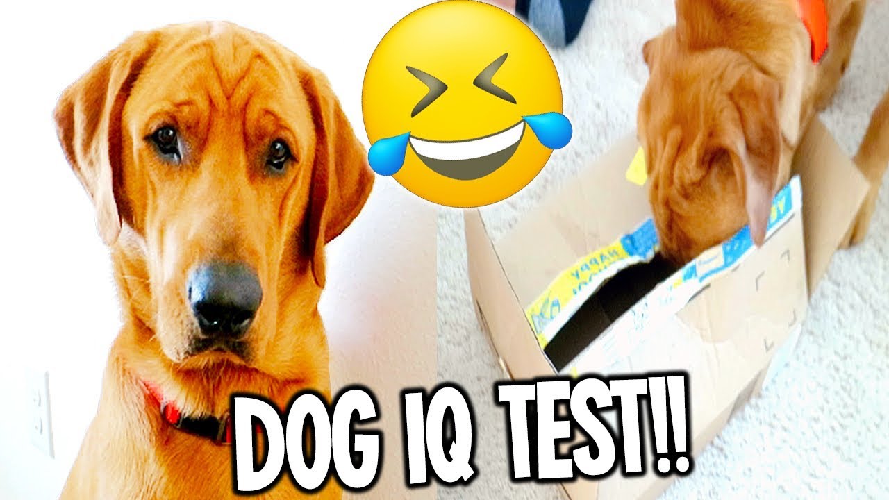 my-dog-has-a-funny-intelligence-test-labrador-retriever-dog-iq-test