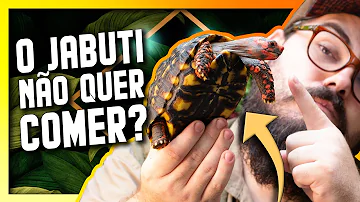 Porque o jabuti não quer comer?