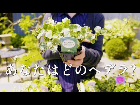 New varieties have arrived!] Hedera Special Feature♪ [Updated