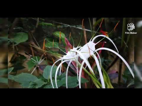 Spider lily,how to grow, fertilizer,care tips.