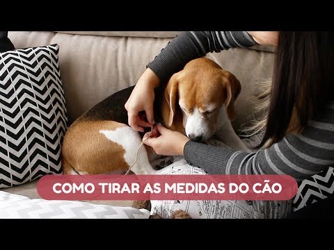 Vídeo: Como Determinar O Tamanho Da Roupa Do Seu Cachorro