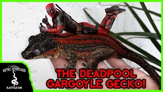 THE DEADPOOL GARGOYLE GECKO IS *INSANE*!!