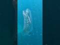 Strange creature 👌#fish #jellyfish #underwater #nature #underwaterlife #diving #freediving #gopro