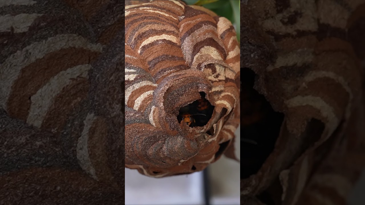 Saving a Hornet Nest From Extermination