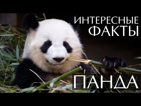 Панда - интересные факты