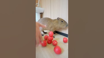 Capybara đội chồng cà chua cao ngất! Kỹ năng giữ thăng bằng đỉnh thật🍅😅