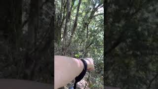 20210508-百岳-屏風山-新路與舊路的交叉口 （指標 38）。但奇怪，為什麼是紅線違起來？新舊路交叉口 （指標 38）一到，松針營地 （指標 40）就不遠了。