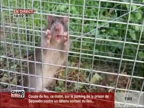 Vidéo: Perte De Circulation Dans La Queue Chez Le Rat