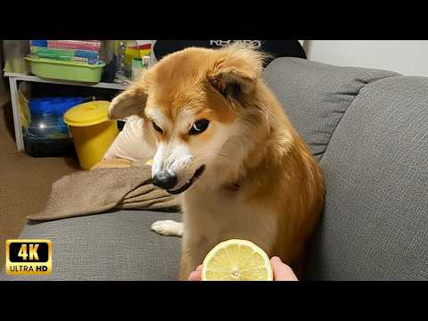 When Dogs Do the Silliest Things ๐ Funniest Dogs 2026