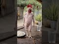 Mister coq 😅 #senegal #viral #comedyshorts #funny #pourtoi #senegal