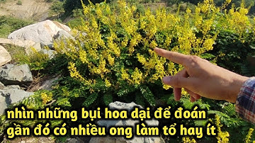 #281 hướng dẫn cách tìm ong ruồi đơn giản và hiệu quả (ĐoànDự TV 1)