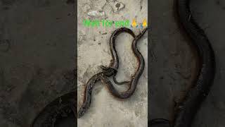 dangerous bam fish  #viral​ #shorts​ #fish​  #shortvideo​ #youtubeshorts​ #trending​ #fishingvideo​