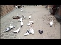 Pigeons by m d birds  animals  first on youtube