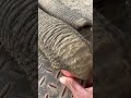 Two African giant leeches can suck and pinch. Magical nose. Elephant