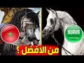 الفرق بين الحصان العربي الاصيل و الحصان البربري و الحصان العربي البربري