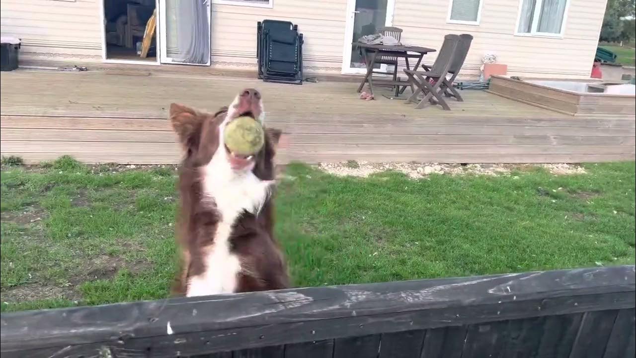 Funny dog throwing ball over fence for me to throw. YouTube