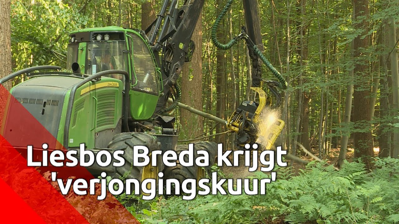 Liesbos bij Breda krijgt 'verjoningskuur' om ruimte te geven aan nieuwe natuur