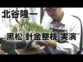 黒松の針金整枝と剪定 実演 盆栽職人 北谷隆一