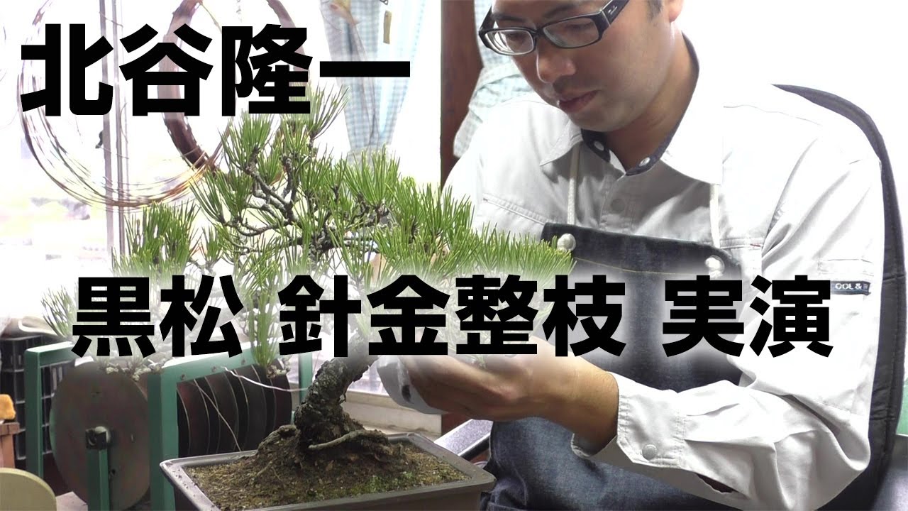 黒松の針金整枝と剪定 実演 盆栽職人 北谷隆一 - YouTube
