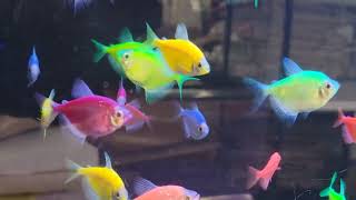 RAINBOW FISH. GLOFISH SUNBURST ORANGE TETRA.🐟🐠