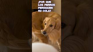 ¿Por Qué los Perros Persiguen su Cola?