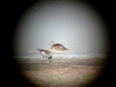 1 of around 15 Pectoral Sandpiper seen along the Antelope Island Causeway in Davis County Utah, 10/13/07.