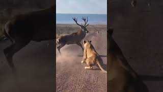 ncredible! Giant deer kicks lion in one blow #animals #wildlife #lion