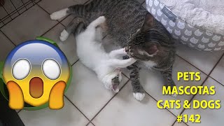 Pets Mascotas Cats & Dogs I Funny & Lovely video #142 by PETS MASCOTAS CATS & DOGS 126 views 1 year ago 2 minutes, 47 seconds