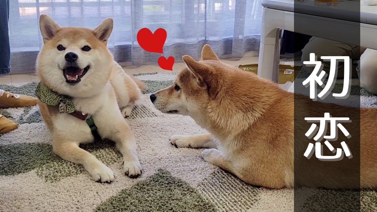 The way my younger sister Mameshiba approaches the Shiba Inu that