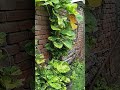 Money Plant ka paudha #moneyplant #plants #tree #gardenplants #gardentrees