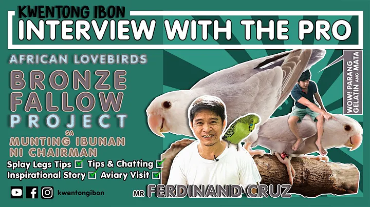 BRONZE FALLOW AFRICAN LOVEBIRDS BREEDING  | AVIARY VISIT | INTERVIEW WITH FERDINAND CRUZ