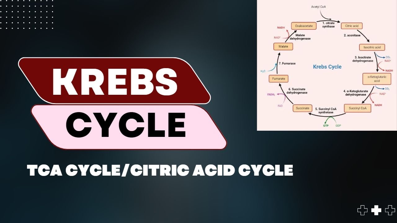Krebs Cycle/Citric Acid Cycle - Malayalam || Biochemistry - YouTube